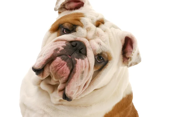 Retrato de Bulldog — Fotografia de Stock