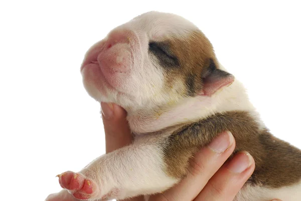 One week old puppy — Stockfoto