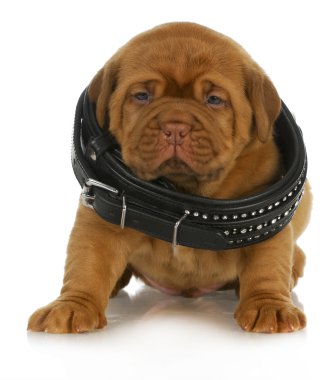 köpek yavrusu büyümesi