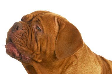 Dogue De Bordeaux