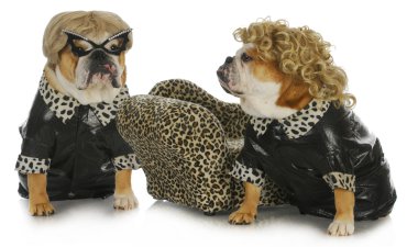Diva köpekler