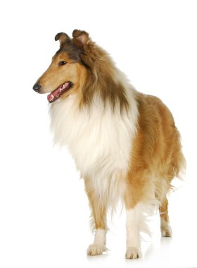 Rough collie ayakta