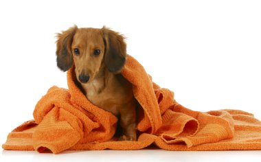 köpek Banyosu