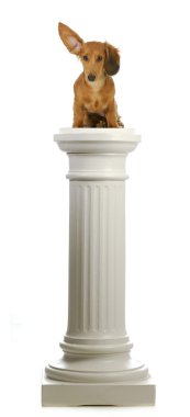 bir kaide üzerinde oturan köpek