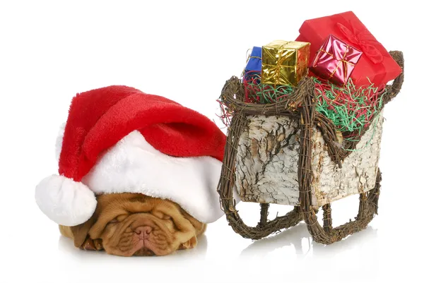 Babbo Natale cucciolo — Foto Stock