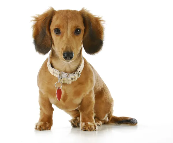 Hund trägt Halsband und Anhänger — Stockfoto