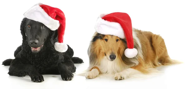 Cães de Natal — Fotografia de Stock
