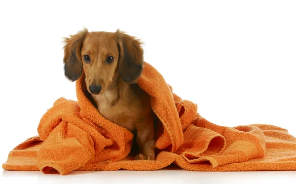 Baño para perros — Foto de Stock