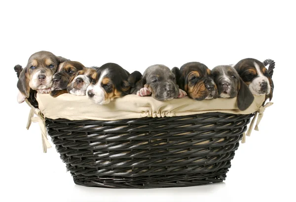 Basket of bassets — Stock Photo, Image