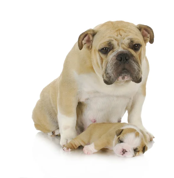 Mamma hund och valp — Stockfoto