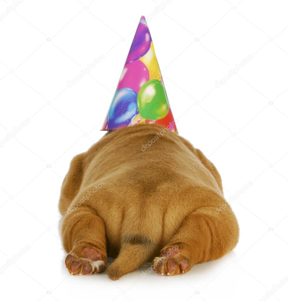 Birthday dog