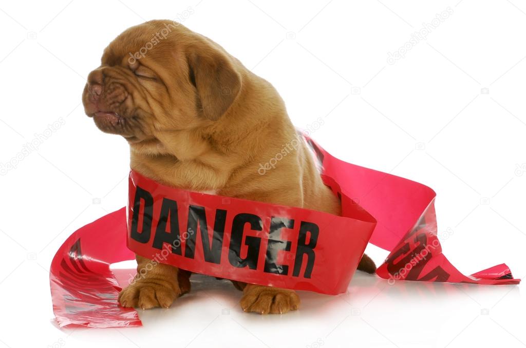 Bad Puppy Stock Photo C Willeecole 15793835