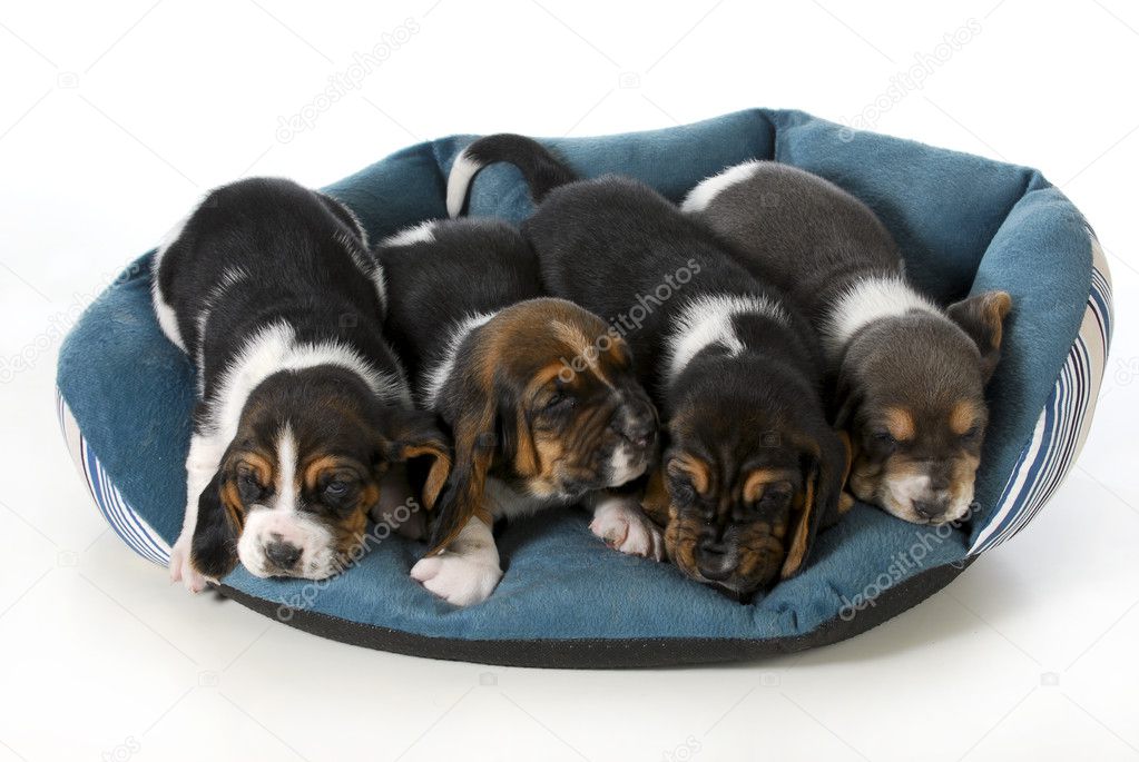 four puppies