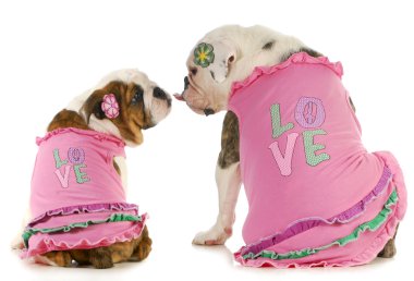 sevimli köpek yavruları