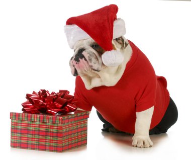 Noel köpek