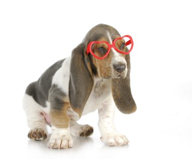 sevimli köpek yavruları