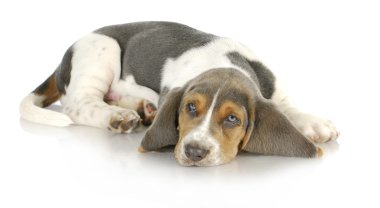 Basset hound köpek yavrusu