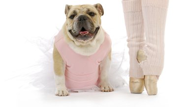 köpek dans