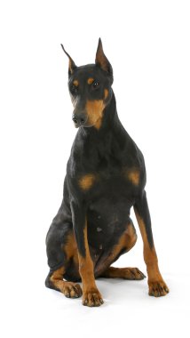 doberman pinscher oturma