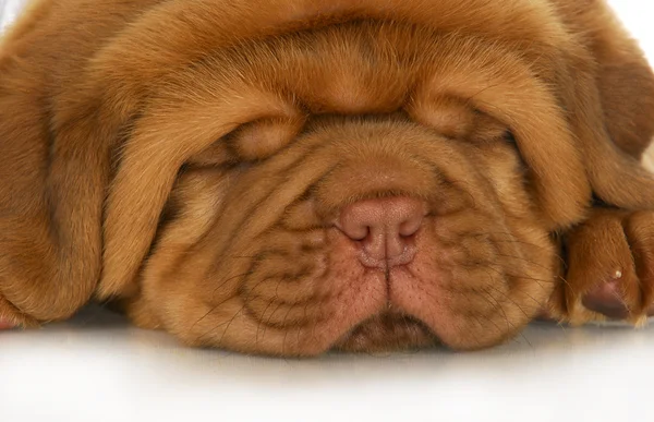 Dogue de bordeaux κουτάβι — Φωτογραφία Αρχείου