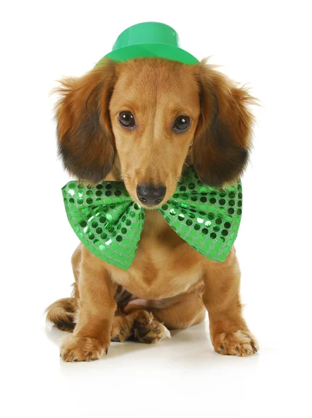 St. Patricks dia cão — Fotografia de Stock