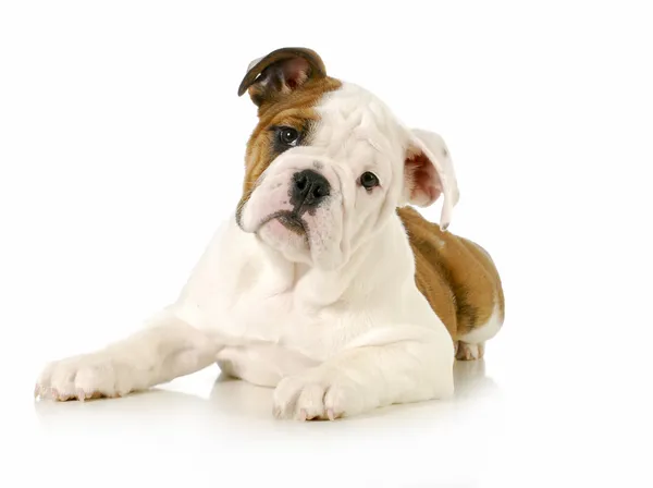 Engels bulldog pup — Stockfoto