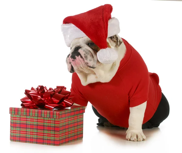 Santa hund — Stockfoto