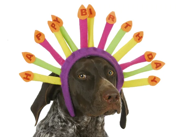 Happy birthday dog — Stock Photo, Image