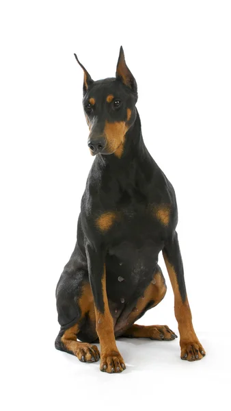 Dobermany pinscher siedzący — Zdjęcie stockowe