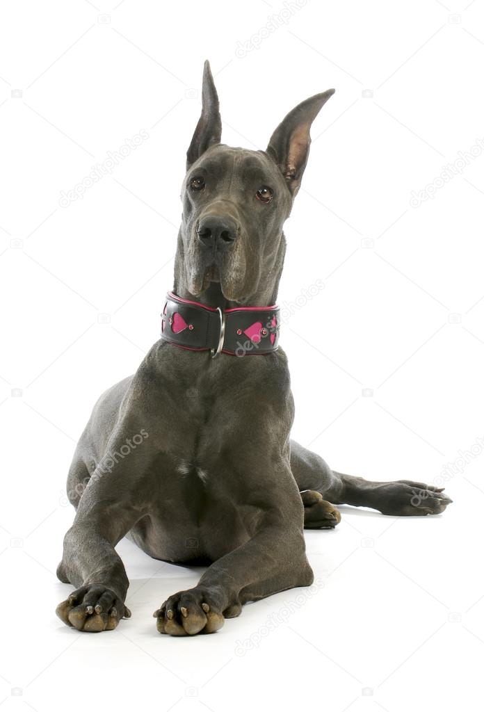 Chiot Bleu Du Grand Danois Images Libres De Droit Photos De Chiot Bleu Du Grand Danois Depositphotos