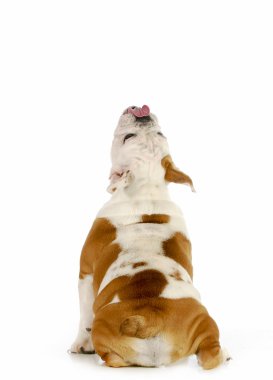 köpek yalamaya