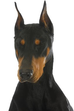 Doberman Pinscher