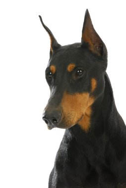 bekçi köpeği
