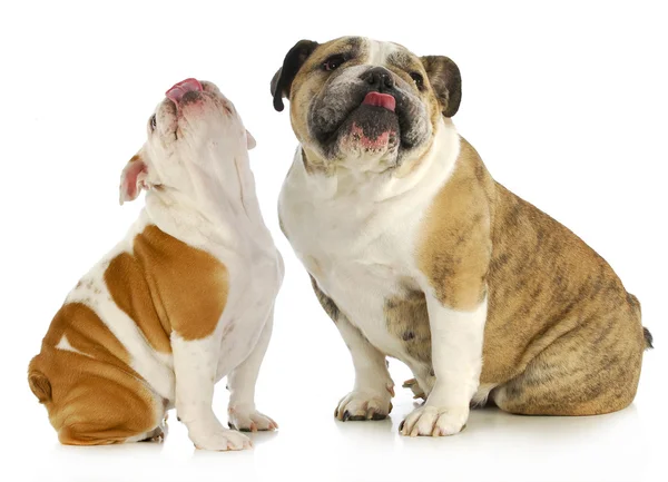 Dogs licking — Stock Photo, Image