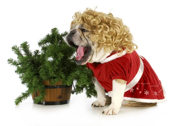 Christmas dog — Stock Photo, Image