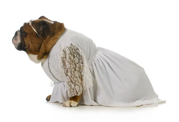 Dog bride — Stock Photo, Image