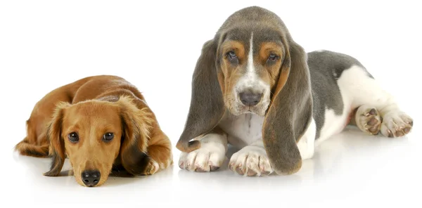 Two cute puppies — Stock Photo, Image