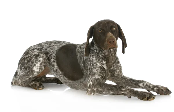 German short haired pointer — Stock Photo, Image