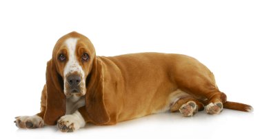 Basset hound