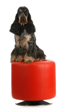 İngiliz cocker spaniel