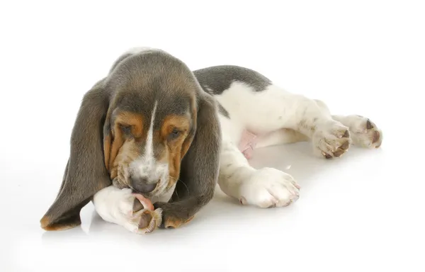 köpek Alerjiler