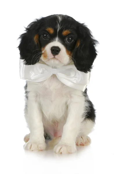 Handsome puppy — Stock Photo, Image