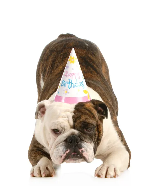 Birthday dog — Stock Photo, Image