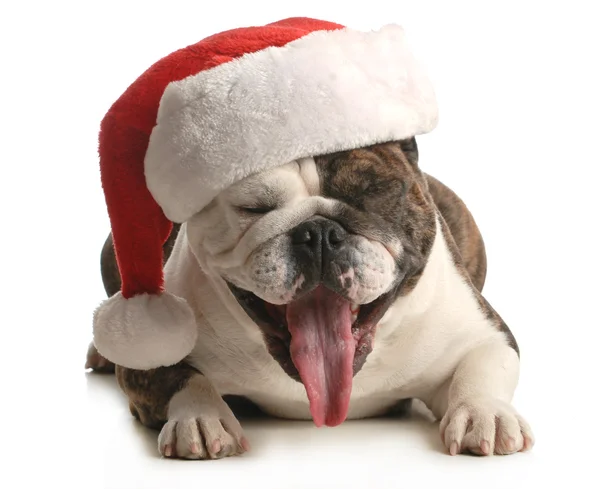 Santa cane — Foto Stock