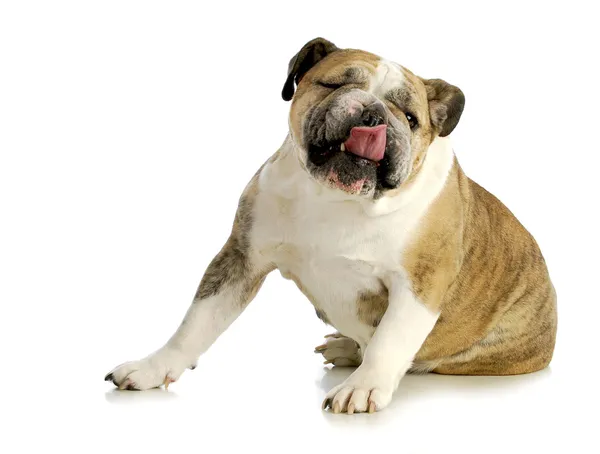 Funny dog licking — Stock Photo, Image