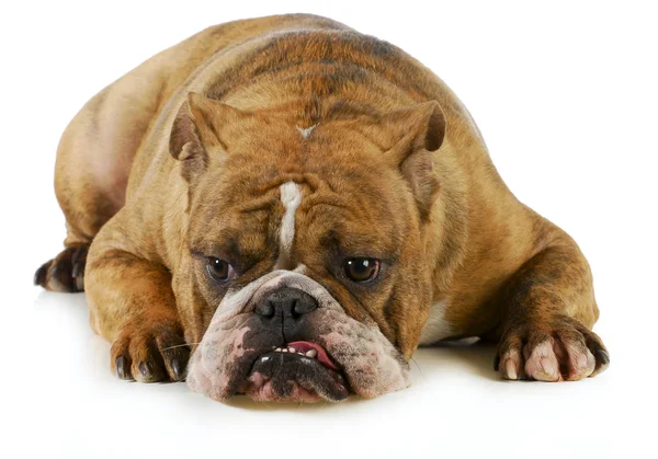 Grumpy dog — Stock Photo, Image