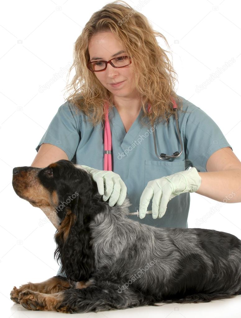Veterinary care