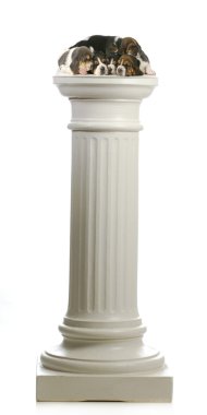 yavru bir kaide üzerinde