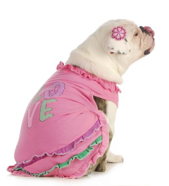 sevimli köpek yavruları