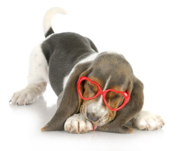 sevimli köpek yavruları